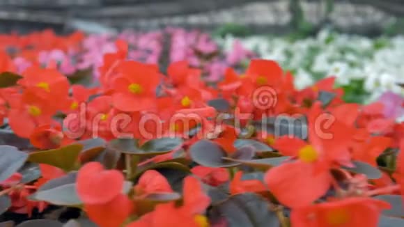 一排排的红色秋海棠花在一个巨大的温室里4公里视频的预览图
