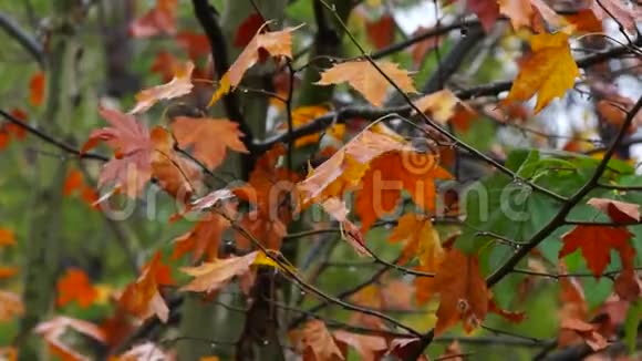 棕色的叶子秋天在雨中视频的预览图