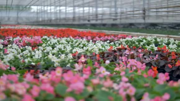 许多种花在温室里盛开视频的预览图