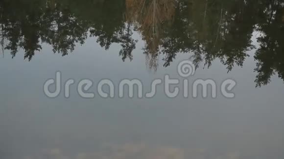 树木倒映在水中视频的预览图