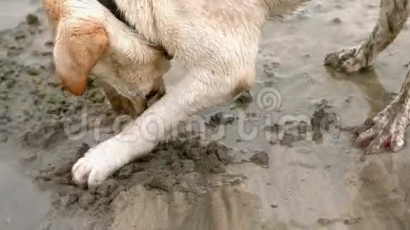 可爱的狗在沙子里挖视频的预览图