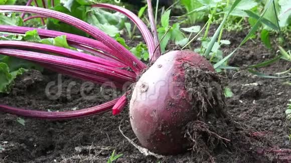熟红甜菜根铺在地上菜园里的甲虫视频的预览图
