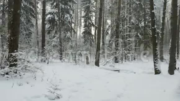 冬天的树木下着雪飞射在森林里视频的预览图