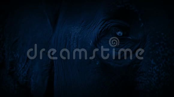 大象在夜晚环顾四周视频的预览图