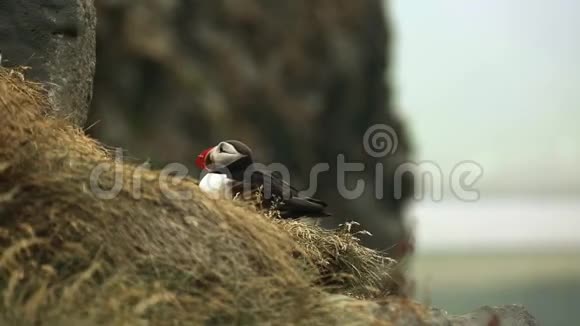 鸟海雀坐在山腰的草地上安德列夫视频的预览图