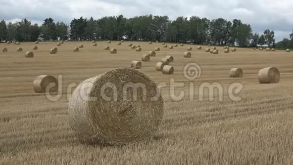 美丽的风景农业领域圆捆稻草捆在田野里视频的预览图