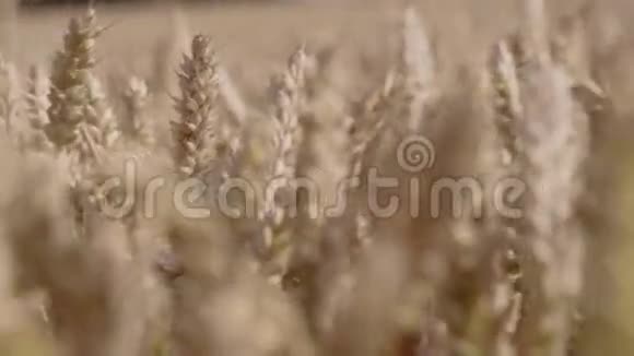 一块田里的小麦视频的预览图