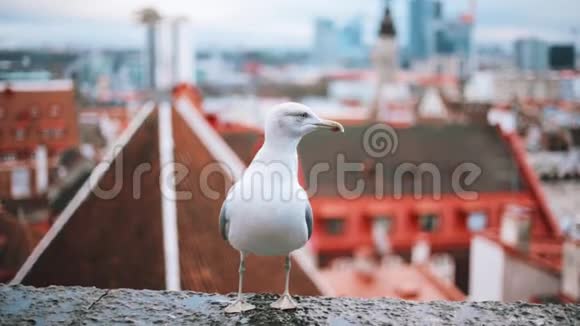 爱沙尼亚塔林背景下白海鸥观景台与古镇视频的预览图