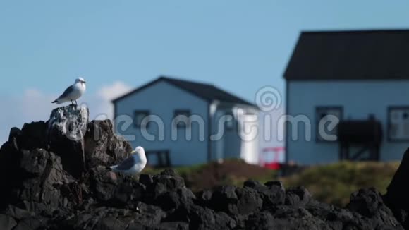 海鸥坐在冰岛的石头上安德列夫视频的预览图