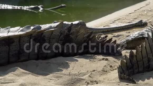 盖尔鳄鱼加维亚利斯干戈地修斯也被称为沙上的伽维亚休息视频的预览图