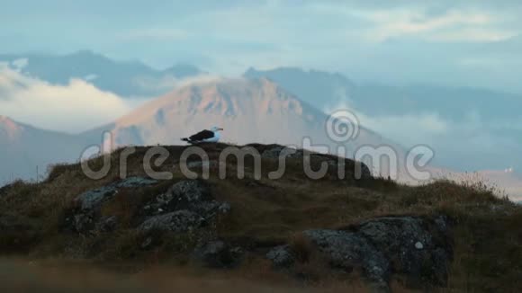 这只鸟坐在冰岛山脉背景下的草地上安德列夫视频的预览图