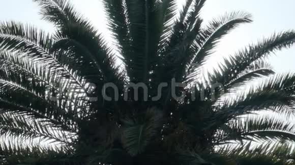 棕榈树日出视频的预览图