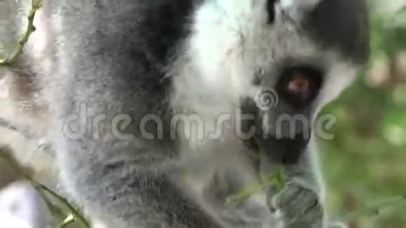 饥饿的莱穆尔野生动物视频的预览图