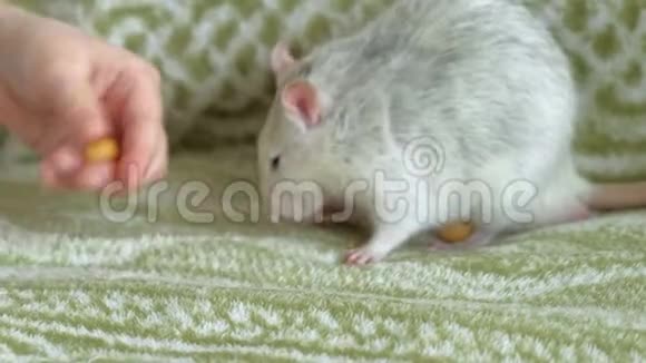 灰色老鼠在沙发上吃食物宠物视频的预览图