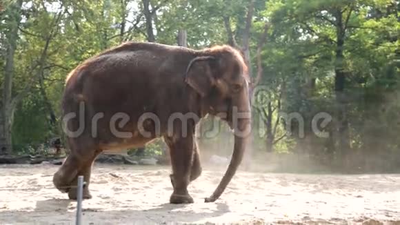 大象视频的预览图
