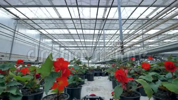 在一个封闭的温室里盛开的红秋海棠在各自的花盆里4公里视频的预览图