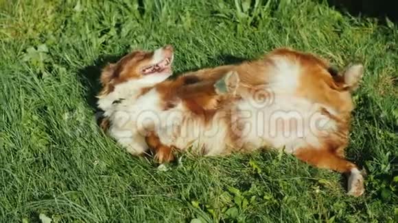 怀孕的澳大利亚牧羊犬躺在绿草地上视频的预览图