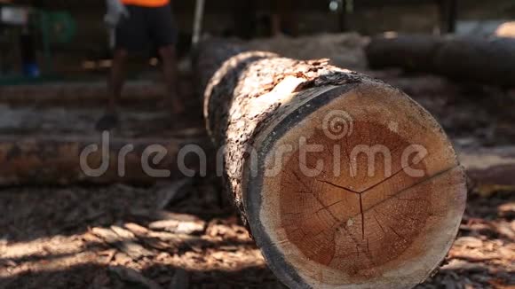 在锯木厂滚动的大木树干视频的预览图