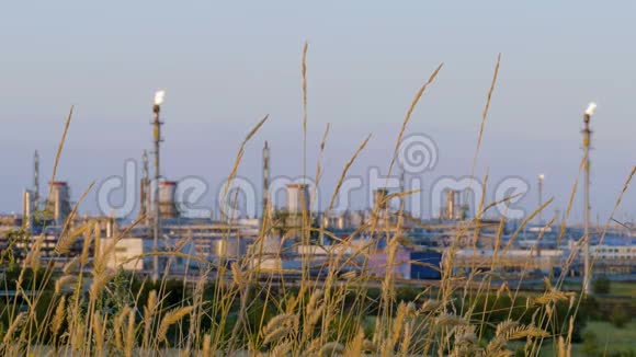 背景炼油厂的小麦穗工业和环境一起视频的预览图