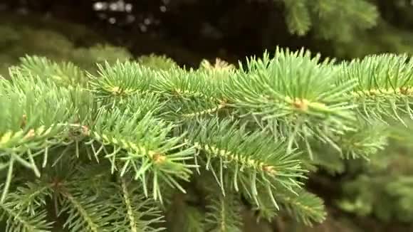 绿杉树枝动在轻风微风中视频的预览图