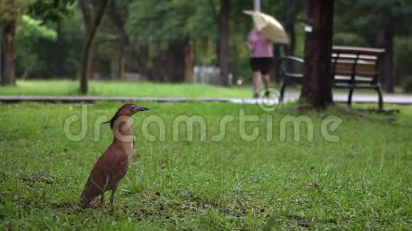白天下雨台北公园绿草上的马来西亚夜鹭视频的预览图
