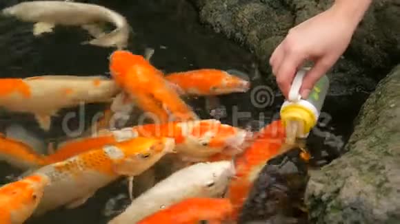一瓶日本红鲤鱼的雌性手食视频的预览图