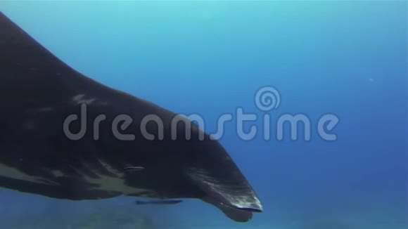 黑色曼塔雷关闭黑色曼塔雷喂食和游泳在阳光下的蓝色海水视频的预览图