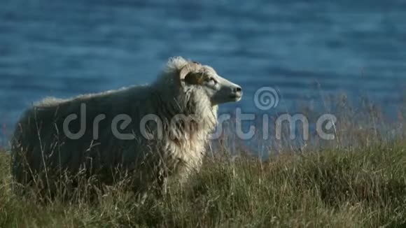 一只白色的大羊站在田野里的水的背景下安德列夫视频的预览图