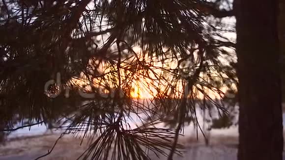 冬天的森林雪花在阳光下闪闪发光照耀着针叶树的枝条靠近白雪覆盖着森林视频的预览图