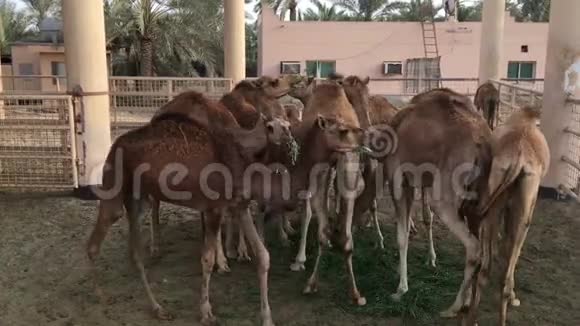 农场上的一群骆驼喂养视频的预览图