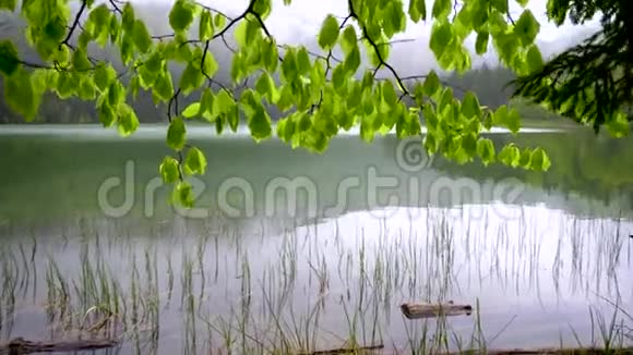 山水秀丽的山湖以森林为背景山湖的春天景观雨后的绿林视频的预览图