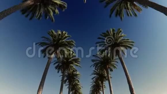 从棕榈树上空经过的客机视频的预览图