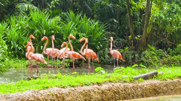 动物园里的粉红火烈鸟视频的预览图