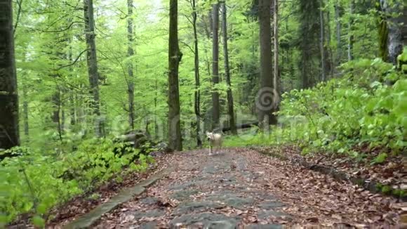 拉布拉多猎犬走过森林斯坦迪卡姆万向节射击棕色金发狗小狗在山林中奔跑视频的预览图