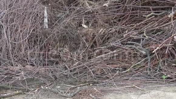 树枝木棍花栅的桩干树枝木材工业的浪费视频的预览图
