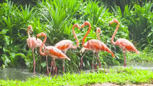 动物园里的粉红火烈鸟视频的预览图