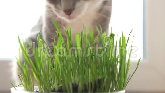 猫和猫草天然维生素视频的预览图