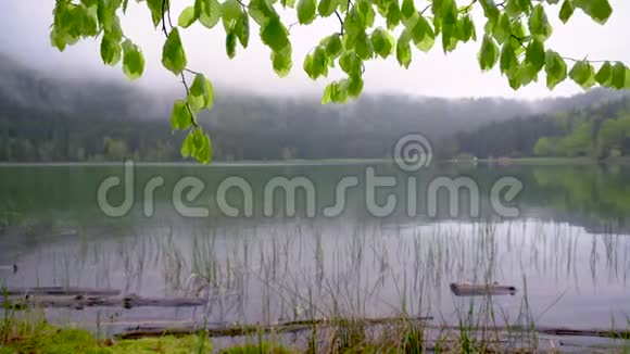 山水秀丽的山湖以森林为背景山湖的春天景观雨后的绿林视频的预览图
