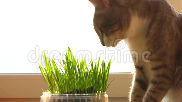 猫和猫草天然维生素照顾宠物视频的预览图
