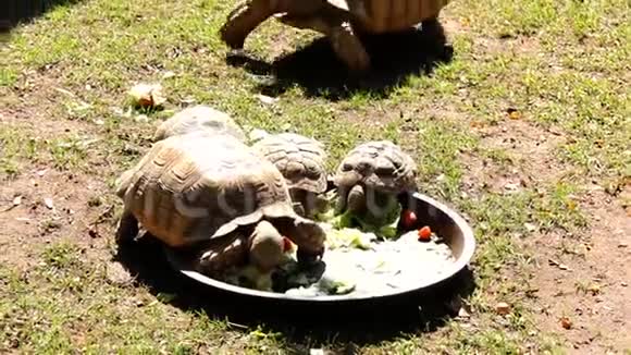 巨型海龟在院子里喂食时间视频的预览图