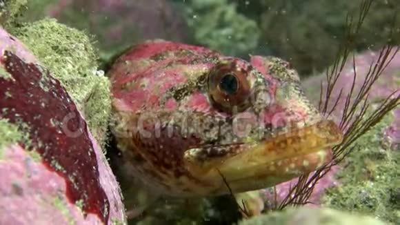 巴伦支海海底的奇异斑点红鱼视频的预览图