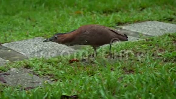 白天下雨台北公园绿草上的马来亚夜鹭视频的预览图
