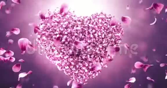 旋转粉红色玫瑰樱花花瓣在爱情心形无缝回路4k视频的预览图