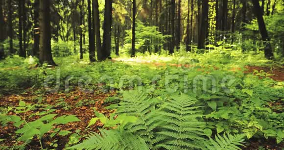 美丽的蕨类植物在夏季针叶林中留下绿色的叶面林间绿蕨丛视频的预览图