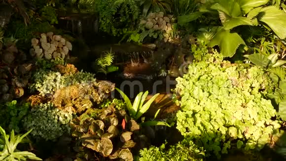 热带植物和瀑布在美丽的花园多种绿色热带植物生长在小叶丛附近新鲜视频的预览图