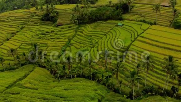 空中拍摄贾蒂鲁维赫绿地村巴厘岛美丽的水稻梯田摄像机向上倾斜视频的预览图