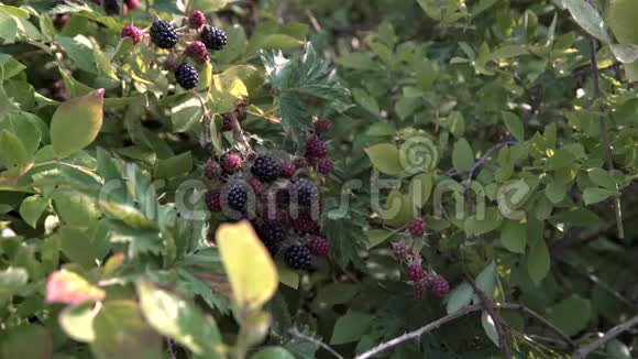 采摘成熟的野生黑莓4KUHD视频的预览图