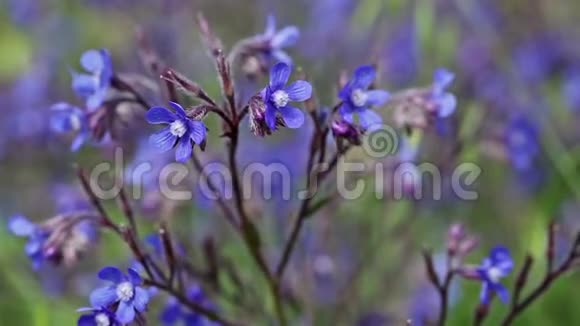 天莲园意大利山野花视频的预览图