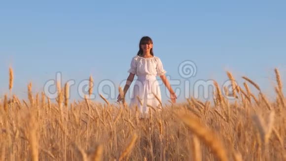 穿着白色衣服的女孩走向成熟的小麦女孩的手触摸成熟的小麦耳朵慢动作熟小麦视频的预览图