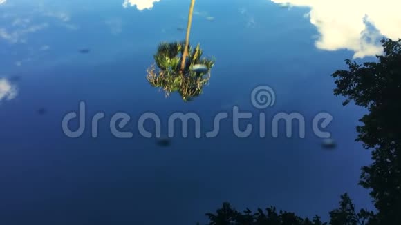 棕榈树反射蓝天视频的预览图